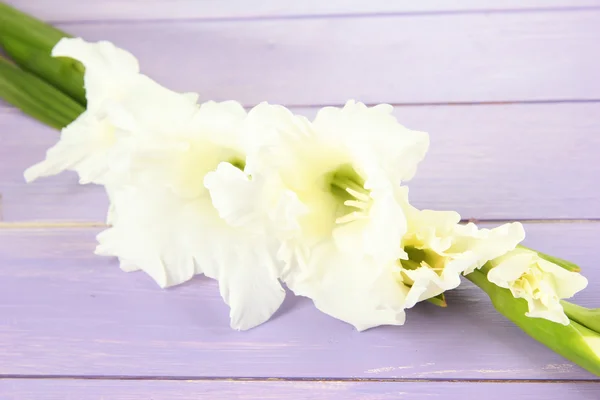 Bellissimo fiore gladiolo su sfondo di legno — Foto Stock