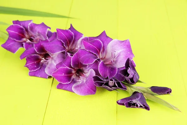 Όμορφα γλαδιόλες λουλούδι σε ξύλινα φόντο — Φωτογραφία Αρχείου