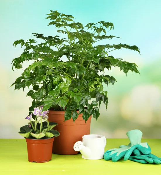 Beautiful flowers in pots on wooden table on natural background — Stock Photo, Image