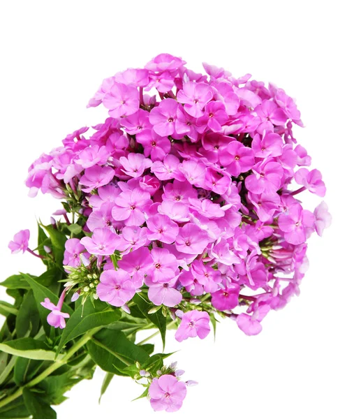 Schöner Phlox-Strauß isoliert auf weiß — Stockfoto