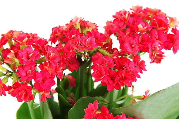 Beautiful flower close-up isolated on white — Stock Photo, Image