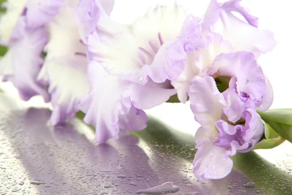 Piękne mieczyk kwiat bliska — Zdjęcie stockowe