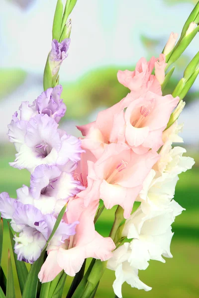Schöne Gladiolenblume auf hellem Hintergrund — Stockfoto