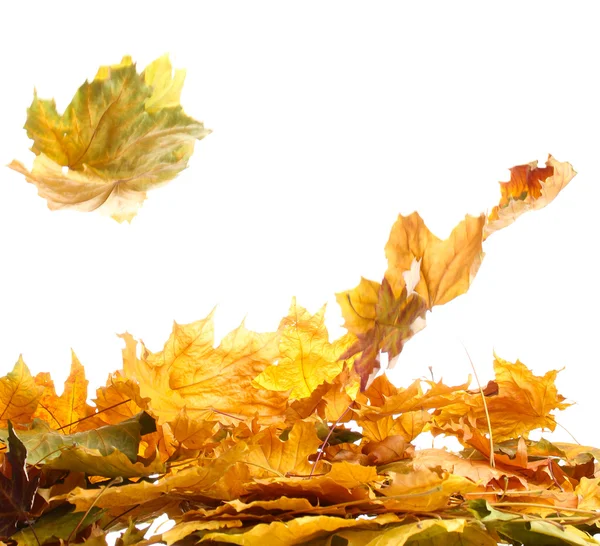 Suchý podzim Javorové listy izolované na bílém — Stock fotografie