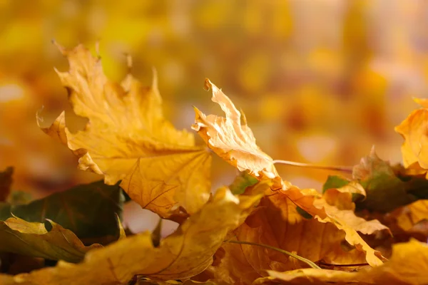 Hojas secas de arce de otoño sobre fondo amarillo —  Fotos de Stock