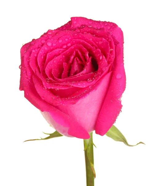 美丽的粉红色玫瑰之白色背景特写 — 图库照片