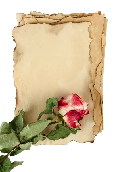 Eski kağıt ve üzerinde beyaz izole gül — Stok fotoğraf