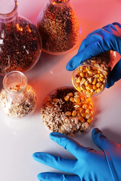 テスト チューブとピンクの背景の手袋で手でひき割り穀物 — ストック写真