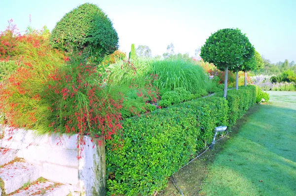 Landscaping in the garden — Stock Photo, Image