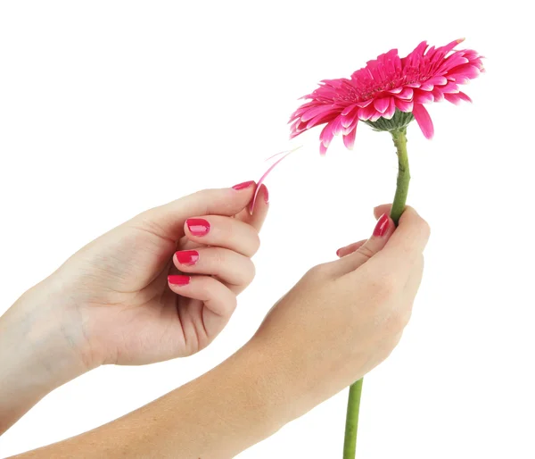 Les mains de femme devinent sur la camomille rose, isolée sur le blanc — Photo