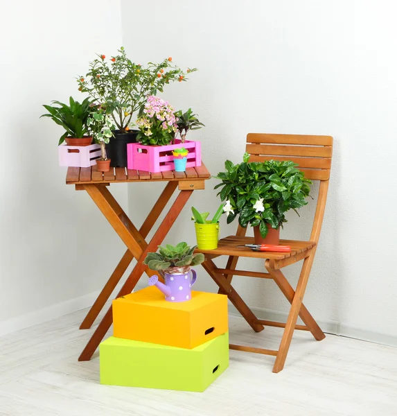 Muchas flores hermosas en la mesa y la silla en la habitación — Foto de Stock