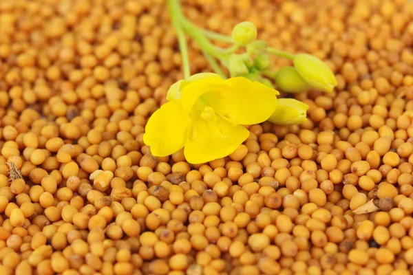 Mustard seeds with mustard flower, close up — Stock Photo, Image