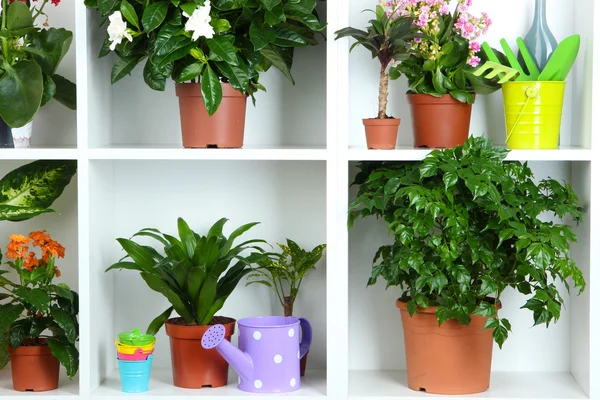 Beautiful flowers in pots on white shelves close-up — Stock Photo, Image