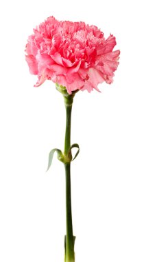 Beyaz üzerine izole edilmiş pembe karanfil.