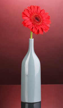 Vazoda kırmızı zemin üzerine güzel gerbera
