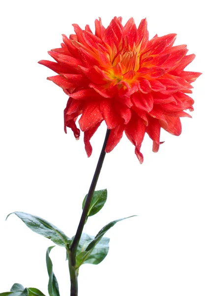 Flor de dalia roja aislada en blanco — Foto de Stock