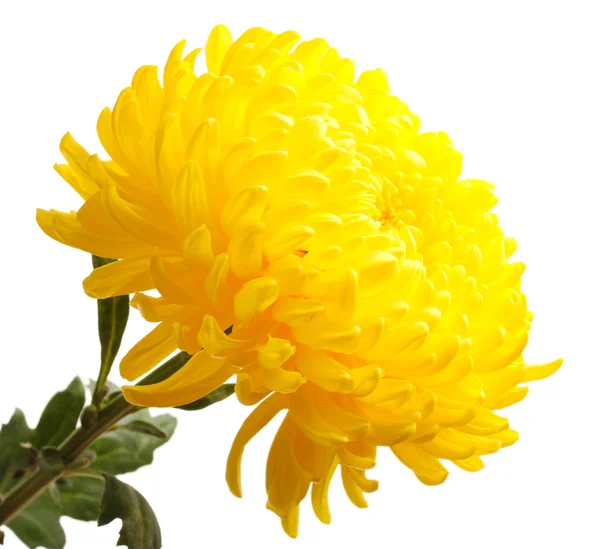 Yellow autumn chrysanthemum isolated on white — Stock Photo, Image