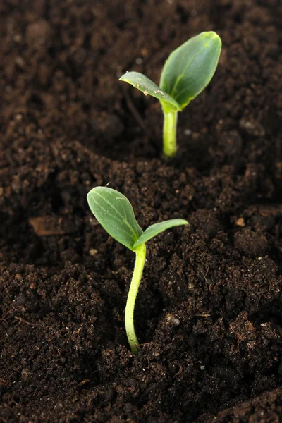 Green seedling growing from soil close-u — Stock Photo, Image