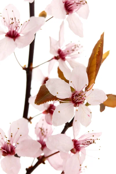 Belle fleur de cerisier isolée sur blanc — Photo