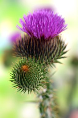 Thistle çiçek doğa zemin üzerine
