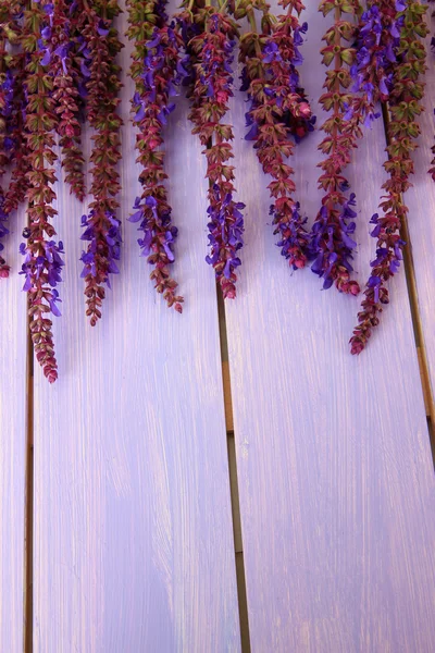 Salvia bloemen op paarse houten achtergrond — Stockfoto