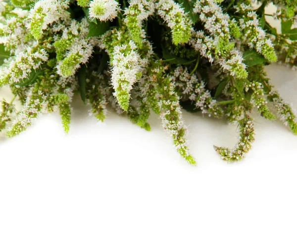Fresh mint flowers on beige background — Stock Photo, Image
