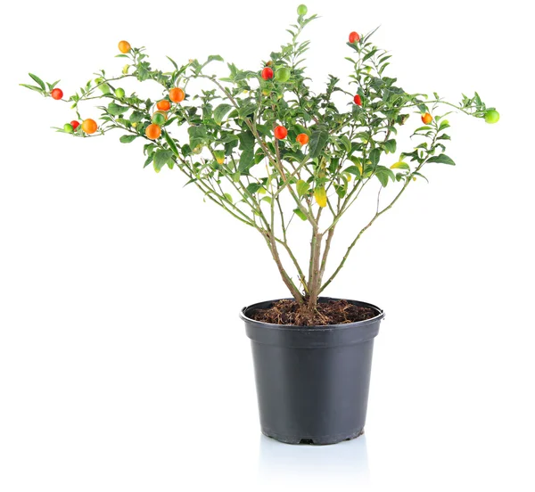 Árbol decorativo con frutas en maceta aisladas en blanco —  Fotos de Stock