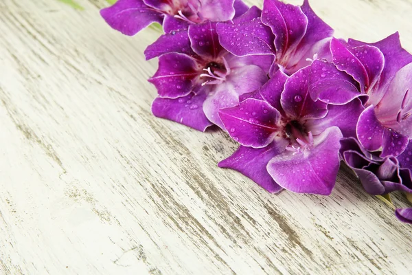 Bellissimo fiore gladiolo su sfondo di legno — Foto Stock