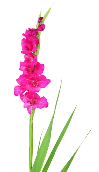 Bela flor gladiolus isolado em branco — Fotografia de Stock