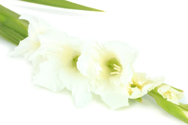 Bela flor gladiolus isolado em branco — Fotografia de Stock