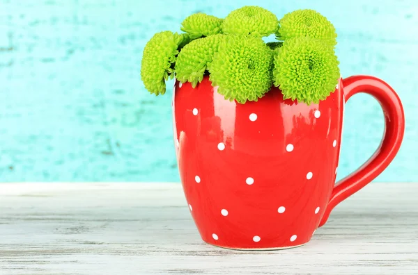 Schöne grüne Chrysantheme in Tasse auf Tisch auf blauem Hintergrund — Stockfoto