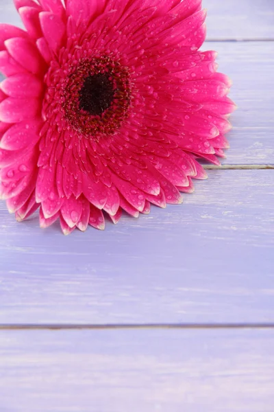 Mooie roze gerbera bloem op paarse houten tafel — Stockfoto