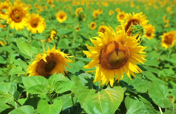 Belo campo de girassóis — Fotografia de Stock