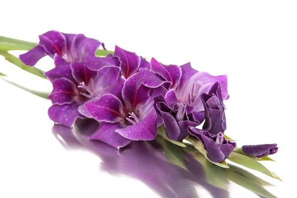 Schöne Gladiolenblüte aus nächster Nähe — Stockfoto