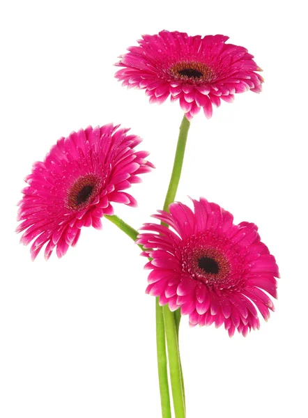 Lindas flores de gerbera rosa isoladas em branco — Fotografia de Stock