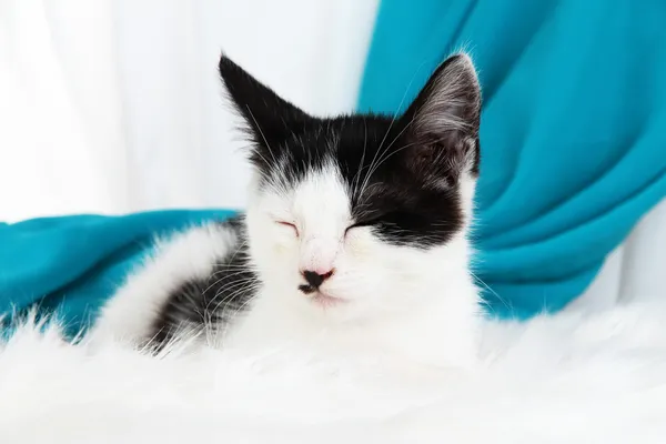 Gatinho pequeno no tapete branco no fundo do tecido — Fotografia de Stock