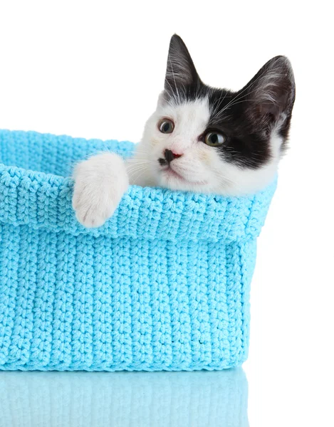 Маленький котенок в синей вязальной корзине изолирован на белом — стоковое фото