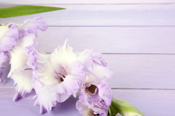 Bellissimo fiore gladiolo su sfondo di legno — Foto Stock