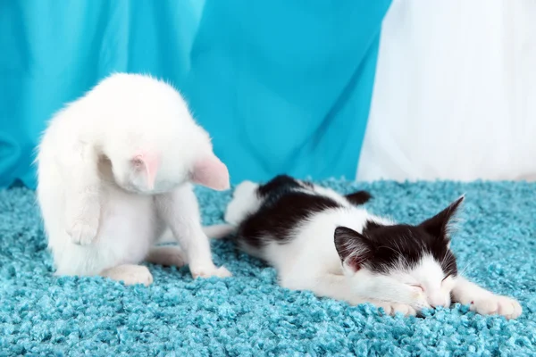 Washing and sleeping kitten on blue carpet — Stock Photo, Image