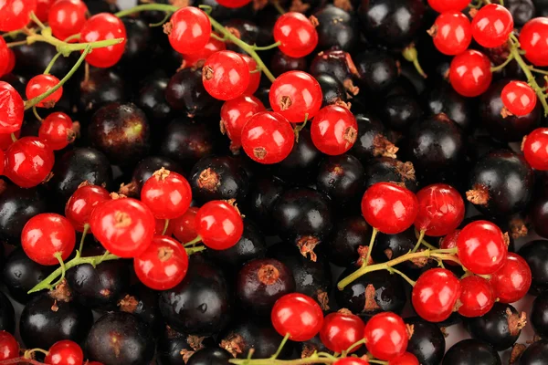 Black and red currant, close up — Stock Photo, Image