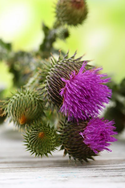 Thistle flowers on nature background — Stock Photo, Image