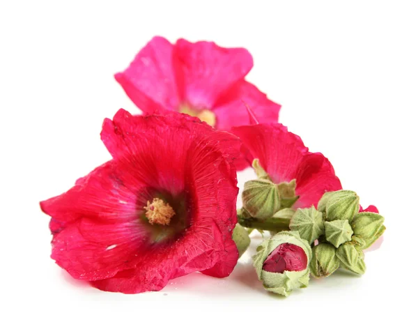 Roze kaasjeskruid bloemen, geïsoleerd op wit — Stockfoto