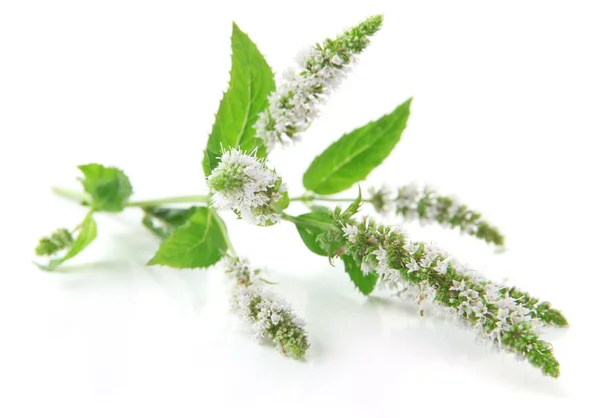 Fresh mint flowers isolated on white — Stock Photo, Image