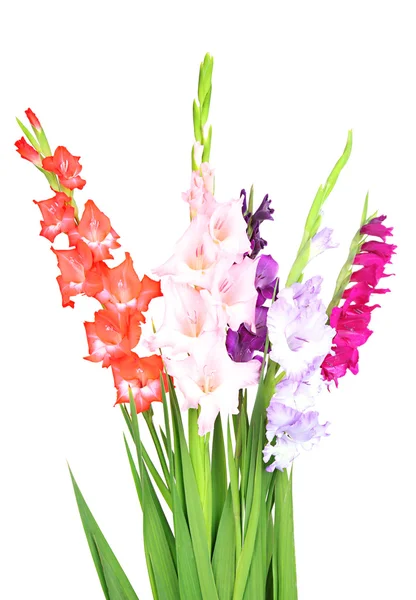 Schöne Gladiolenblüte isoliert auf weiß — Stockfoto