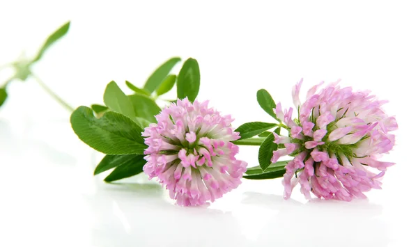 Clover flowers isolated on white — Stock Photo, Image
