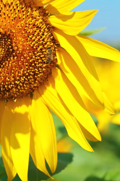 Bellissimo girasole nel campo, da vicino — Foto Stock