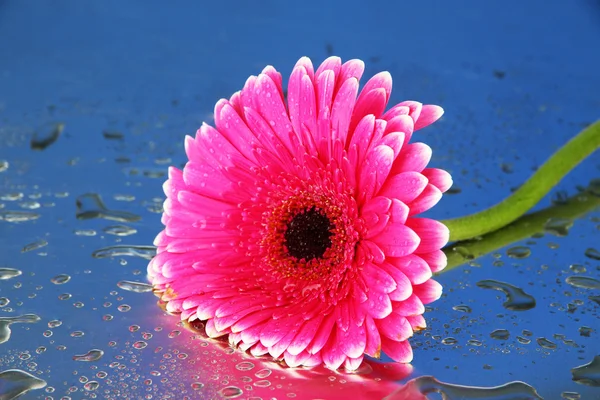 Gyönyörű rózsaszín gerbera virág, közelről — Stock Fotó