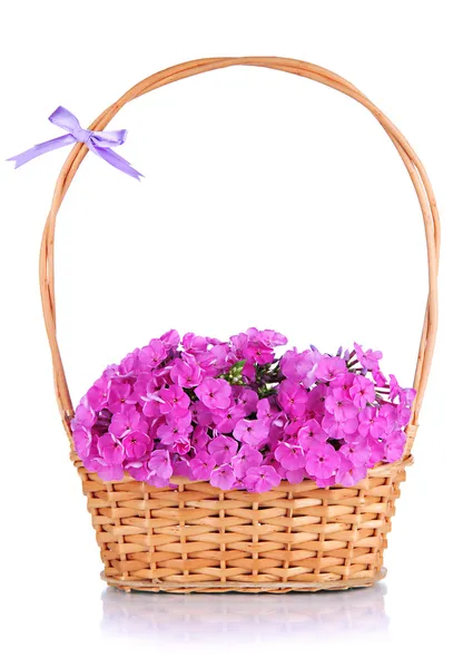 Beautiful bouquet of phlox in wicker basket isolated on white — Stock Photo, Image