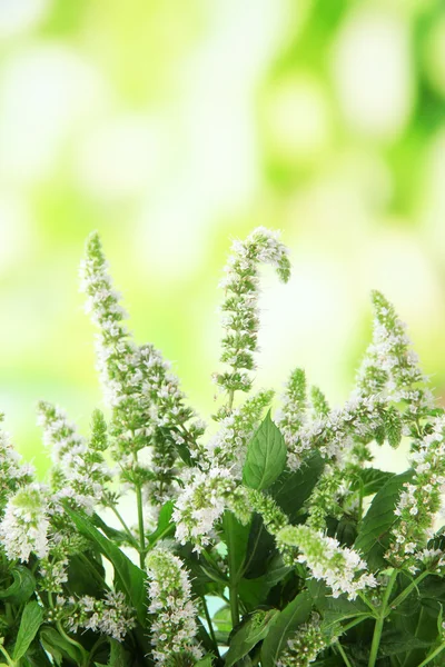 Färsk mynta blommor i trädgården — Stockfoto