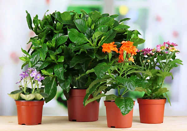 Mooie bloemen in potten op houten tafel op natuurlijke achtergrond — Stockfoto
